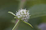 Blueflower eryngo